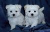 Adorable Maltese Puppies For New Homes.
