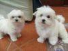 Maltese Teacup Puppies for free adoption