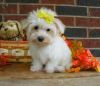 Beautiful maltese puppies for sale!