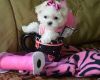 Two Teacup Maltese Puppies Needs A New Family