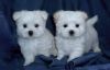 Adorable Maltese Puppies .