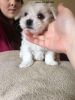 Stunning Small Kc Reg Male Maltese Puppy
