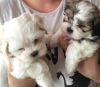 Adorable sweet male and female Maltese