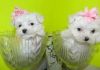 Well Trained Maltese Puppies For Adoption