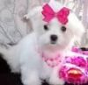 Cute and lovely male and female maltese