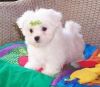 Adorable Maltese puppies Available
