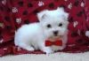 fdghfg Gorgeous T-Cup Maltese puppies