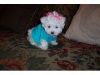 male and female Maltese puppies for adoption