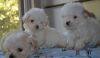We have maltese puppies