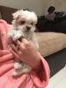 Tiny Maltese purebred puppy