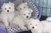Registered Beautiful Maltese Puppies.xxx xxx xxx0