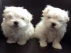 Cute Maltese Puppies Call Or Text (xxx) xxx-xxx7