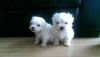 Wo Teacup Maltese Puppies Needs A New Family