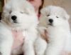 maltese puppies ready for new homes