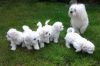 Outstanding Akc Teacup Maltese Puppies