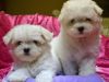 Classic Maltese Puppies Available xxx)xxx-xxxx