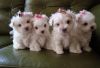 Exquisite Tiny Kc Reg Maltese Puppies