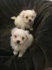 Pure Tiny Maltese Puppy Akc Registered