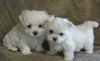 Stunning Genuine Maltese Puppies For Sale