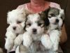 Stunning Maltese Puppies