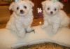 Gorgeous teacup Maltese puppies for good homes.