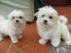 Teacup Maltese puppies for