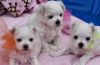 Fully vaccination Teacup Maltese Puppies