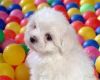 Adorable Maltese Toy Puppies (xxx) xxx-xxx9