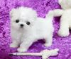 Playful tea cup maltese pups available