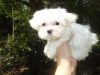 Adorable, Tiny, Ckc Maltese Puppies
