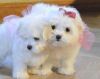 beautiful little Maltese puppies