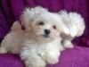 beautiful maltese puppies for lovely homes