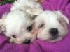 beautiful maltese puppies male and female