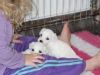 amicable maltese puppy ready now