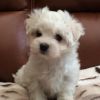 maltese puppy available now