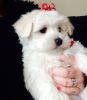Outstanding Teacup Maltese Puppies For Sale