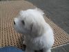 Beautiful Maltese puppy ready now