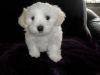 Talented Akc Maltese pups available