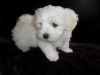 Charming Maltese babies are available for u