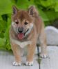 Best shiba inu puppy available
