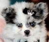 Gorgeous Pomeranian Puppies for Sale