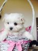 Male and Female Maltese pupies