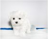 Maltese cute Puppies Available For Free!TEXT to (xxx)xxx-xxxx