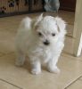 Perfect Maltese Puppies available (xxx) xxx-xxx5