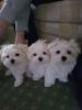 Adorable Maltese Puppies... 1 Boy Left text or call (xxx) xxx-xxx5