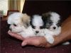 Home raised Teacup Maltese Puppies Available Text / Call xxx) xxx-xxx5