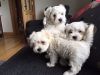 cute maltese puppies mix bred