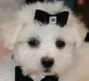 Adorable Maltese Puppies- WE SHIP NATIONWIDE!!!!!