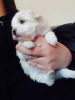 Tiny Teacup Maltese Pups Available