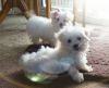 Tiny Kc Maltese Pups Ready Now